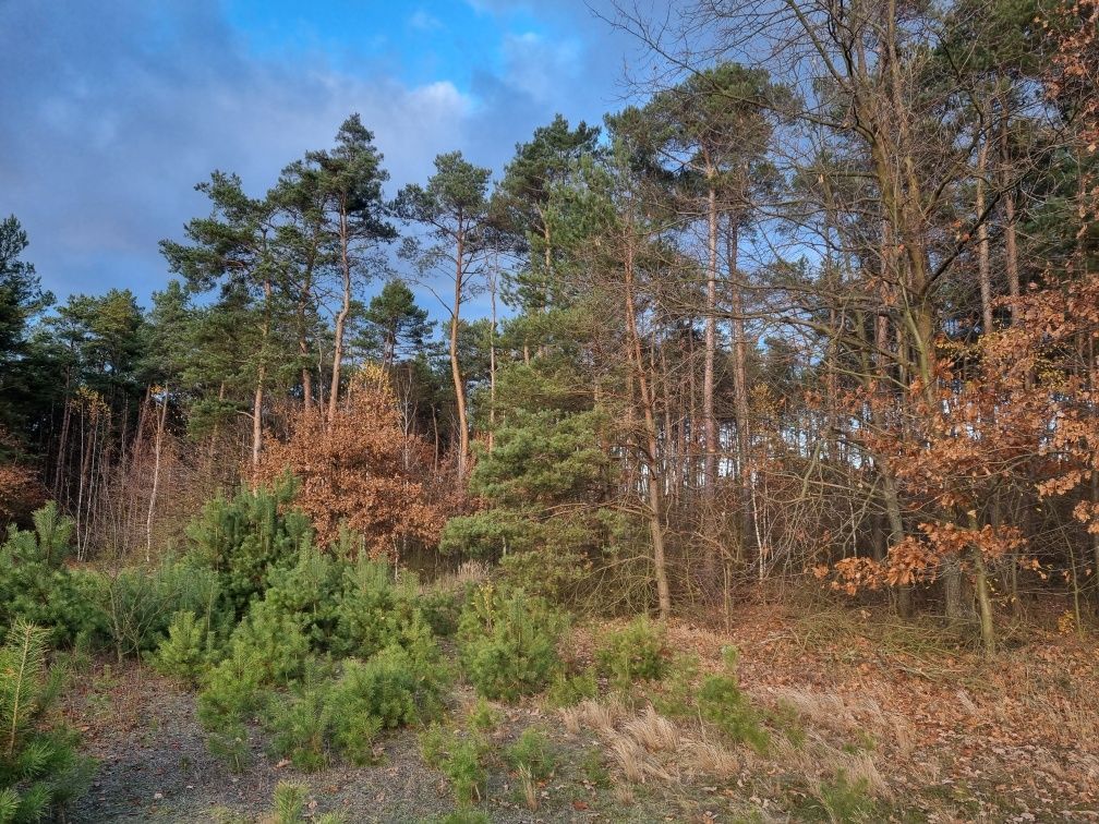 Działka leśna Omięciny. Zdjęcie 7