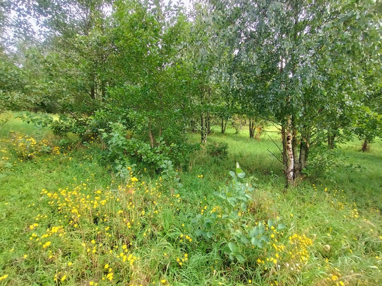 Działka rolna Stare Bolity. Zdjęcie 3