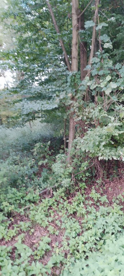 Działka leśna Osobnica Wysłanka, Osobnica. Zdjęcie 6