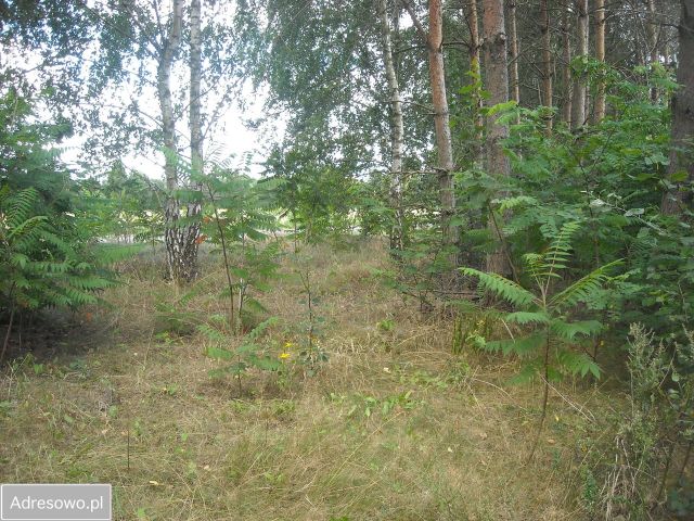 Działka budowlana Stare Koziminy. Zdjęcie 1