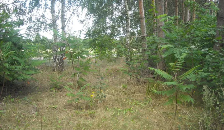 Działka budowlana Stare Koziminy