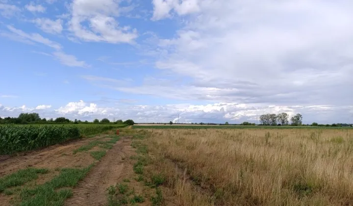 Działka budowlana Ciepielowice
