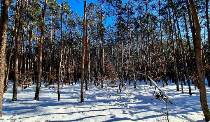 Działka rekreacyjna Laski