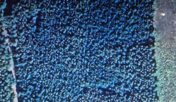 Działka leśna Brody, ul. Kwiatowa