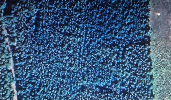 Działka leśna Brody, ul. Kwiatowa