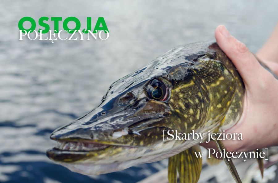 Działka budowlana Połęczyno. Zdjęcie 3