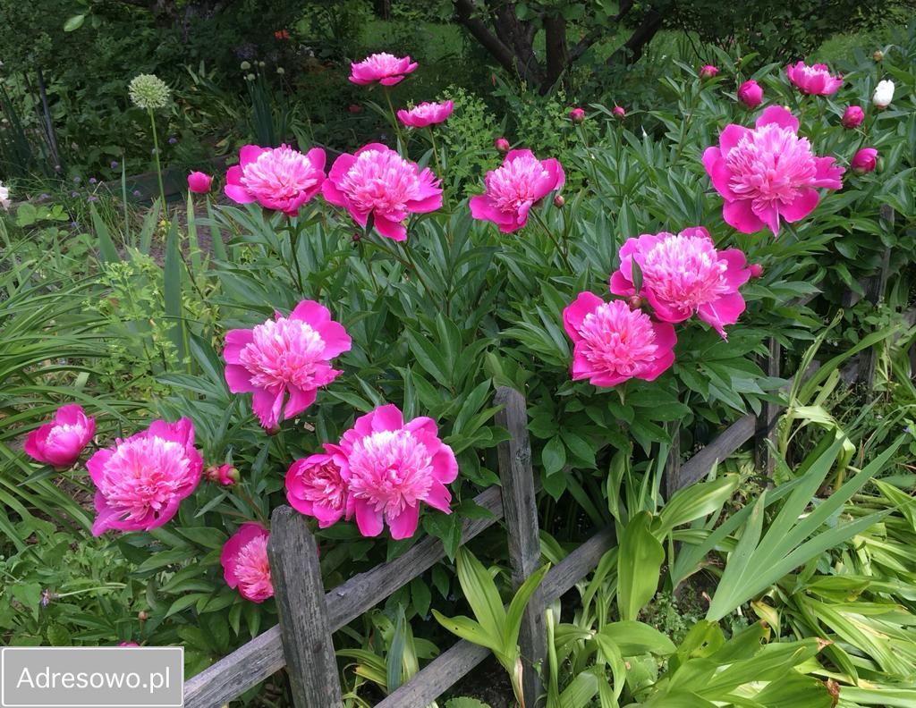 Działka rod Bielsko-Biała Kamienica. Zdjęcie 13