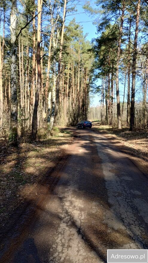 Działka leśna Szczawin. Zdjęcie 5