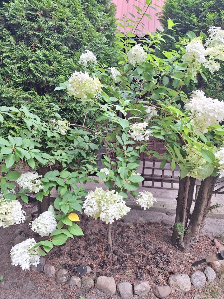 Działka rod Władysławów. Zdjęcie 3