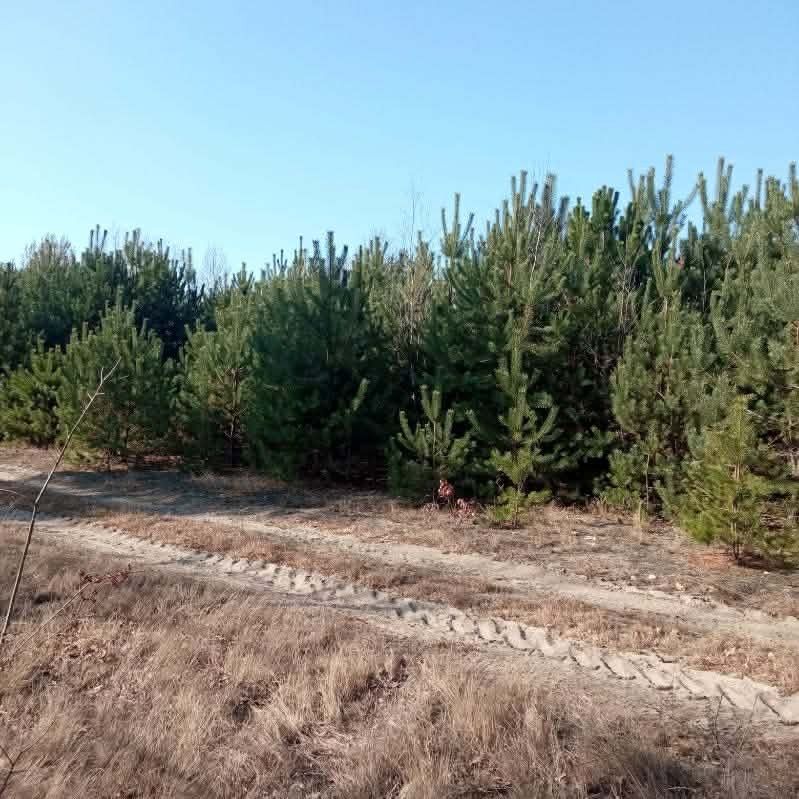 Działka budowlana Stanisławów, Skrajna. Zdjęcie 2