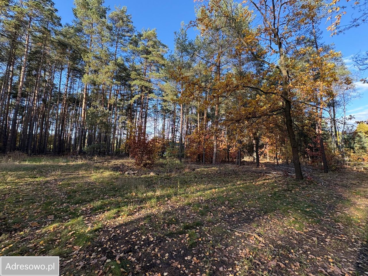 Działka leśna Marynin, ul. Gospodarcza