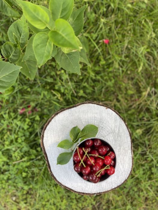 Działka rod Gdańsk. Zdjęcie 26
