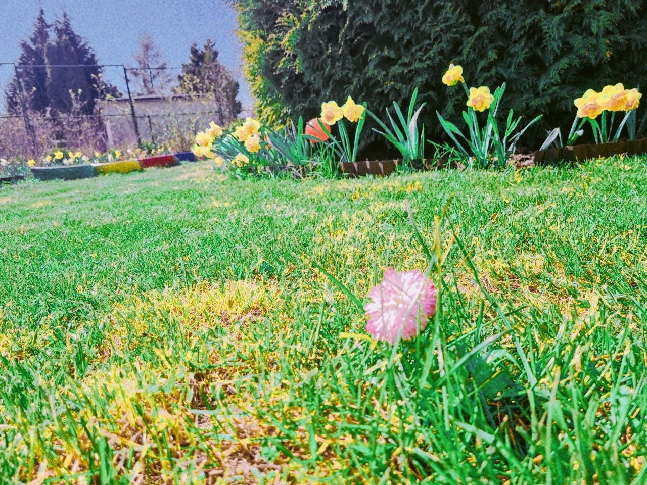 Działka rod Gdynia Babie Doły, ul. Zielona. Zdjęcie 8