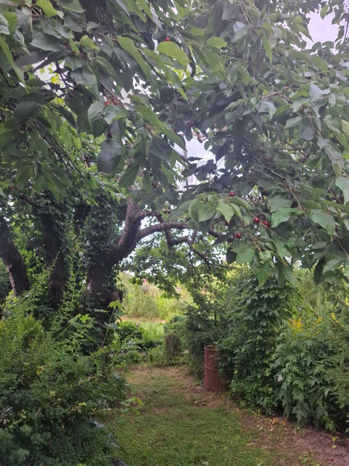 Działka rod Słupsk, al. 3 Maja. Zdjęcie 8