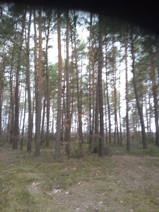 Działka leśna Łuby-Kiertany