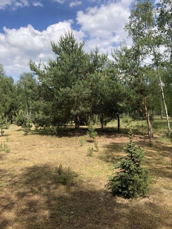Działka rolno-budowlana Nowy Lubusz. Zdjęcie 4