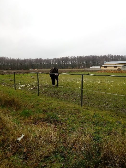 Działka Sarzyn. Zdjęcie 7