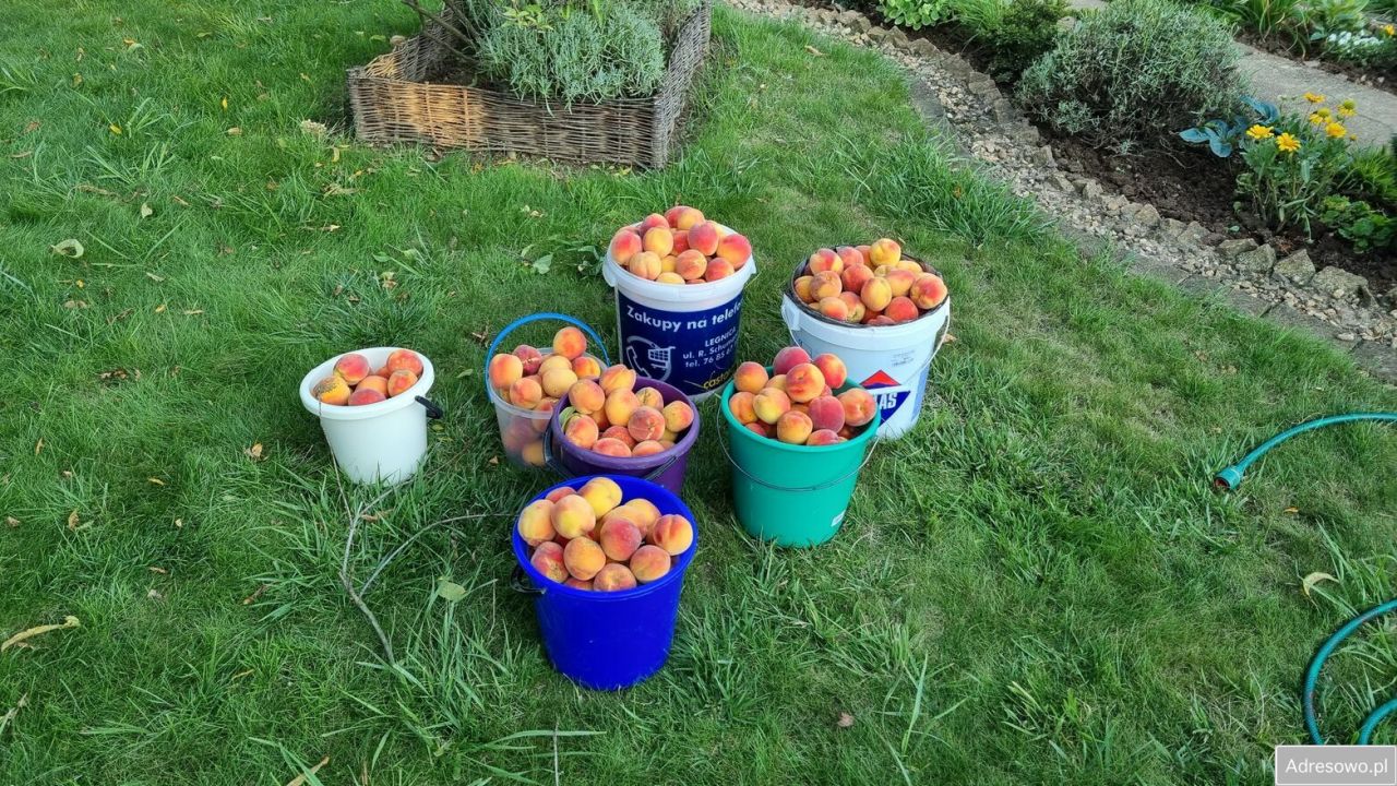 Działka rod Legnica, ul. Ogrodowa. Zdjęcie 4