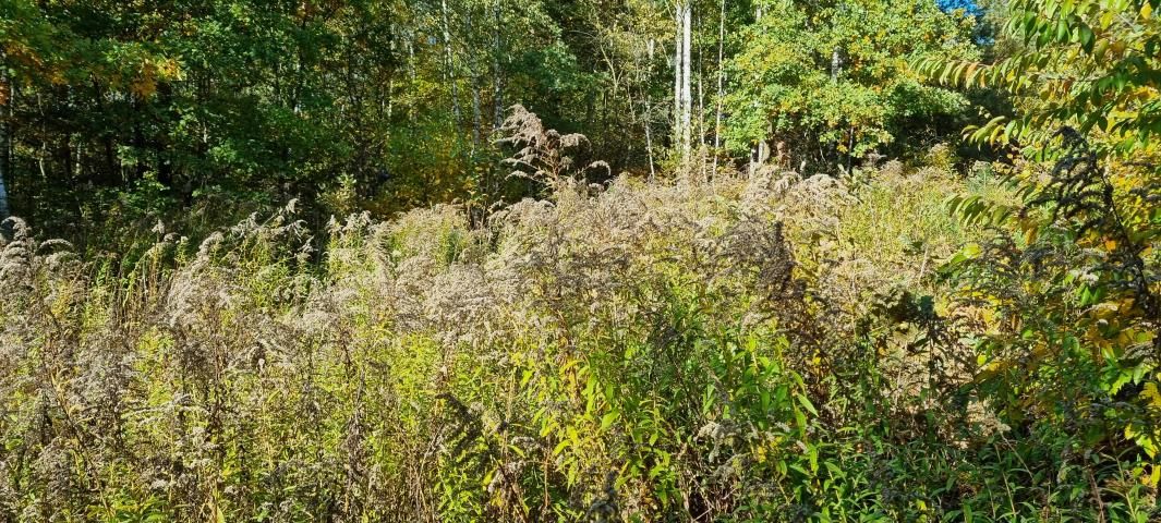 Działka budowlana Żółwin. Zdjęcie 6