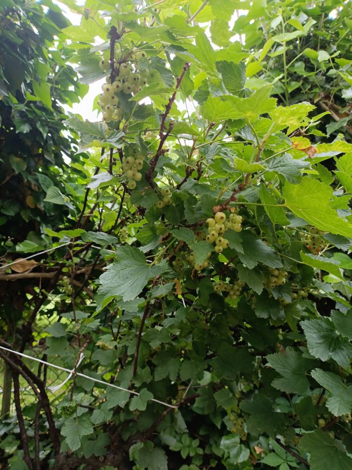 Działka rekreacyjna Poznań Komandoria, ul. Wrzesińska. Zdjęcie 17