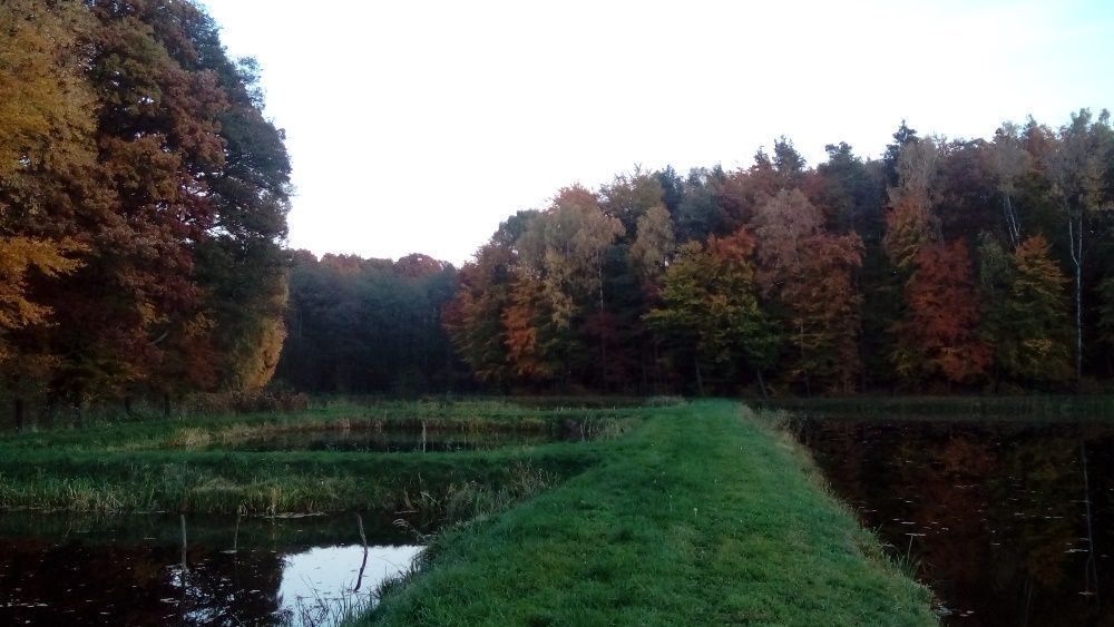 Działka rolno-budowlana Golczewo. Zdjęcie 8