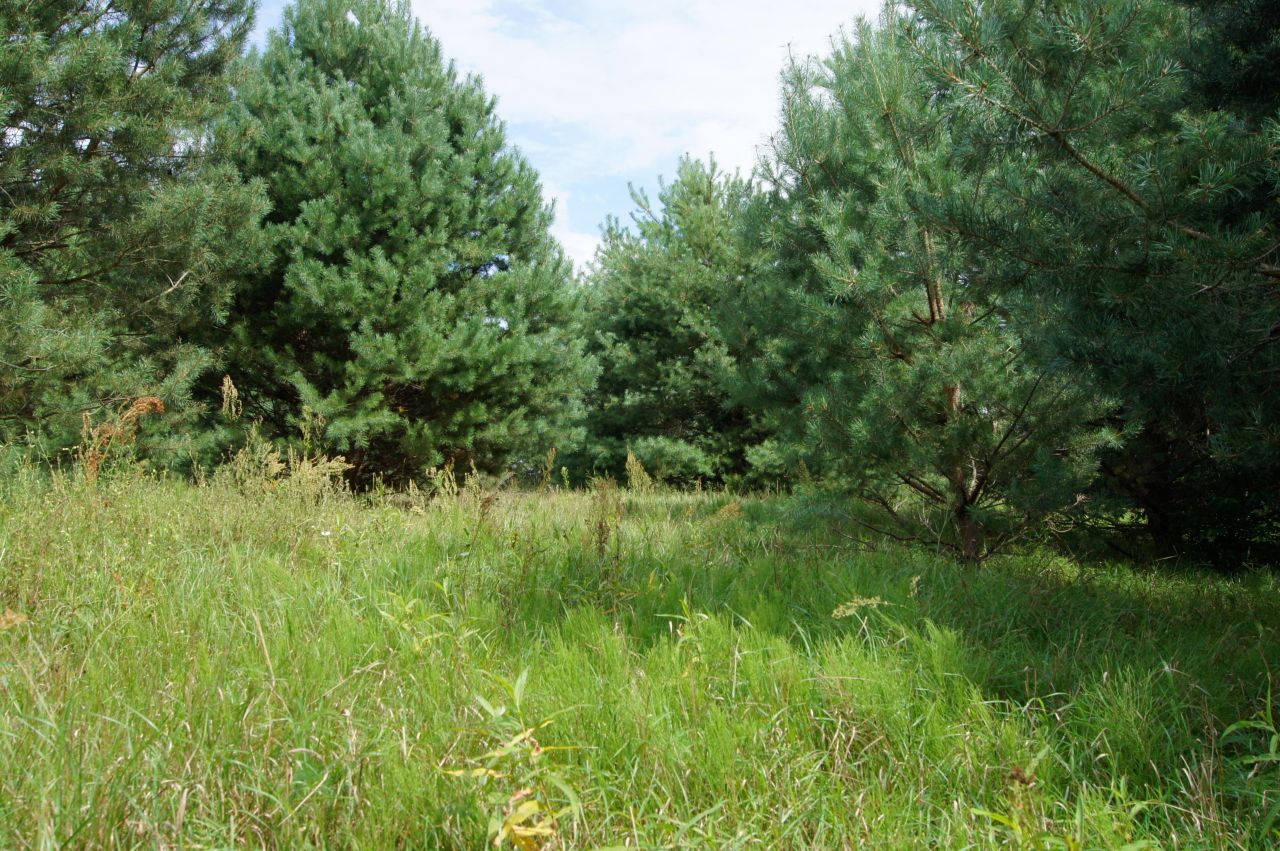 Działka siedliskowa Nagodów. Zdjęcie 3