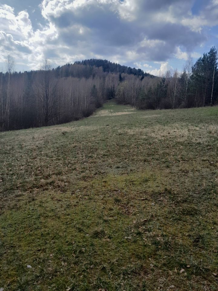 Działka rolna Jaszczurowa Jamnik, Zapotocze. Zdjęcie 3