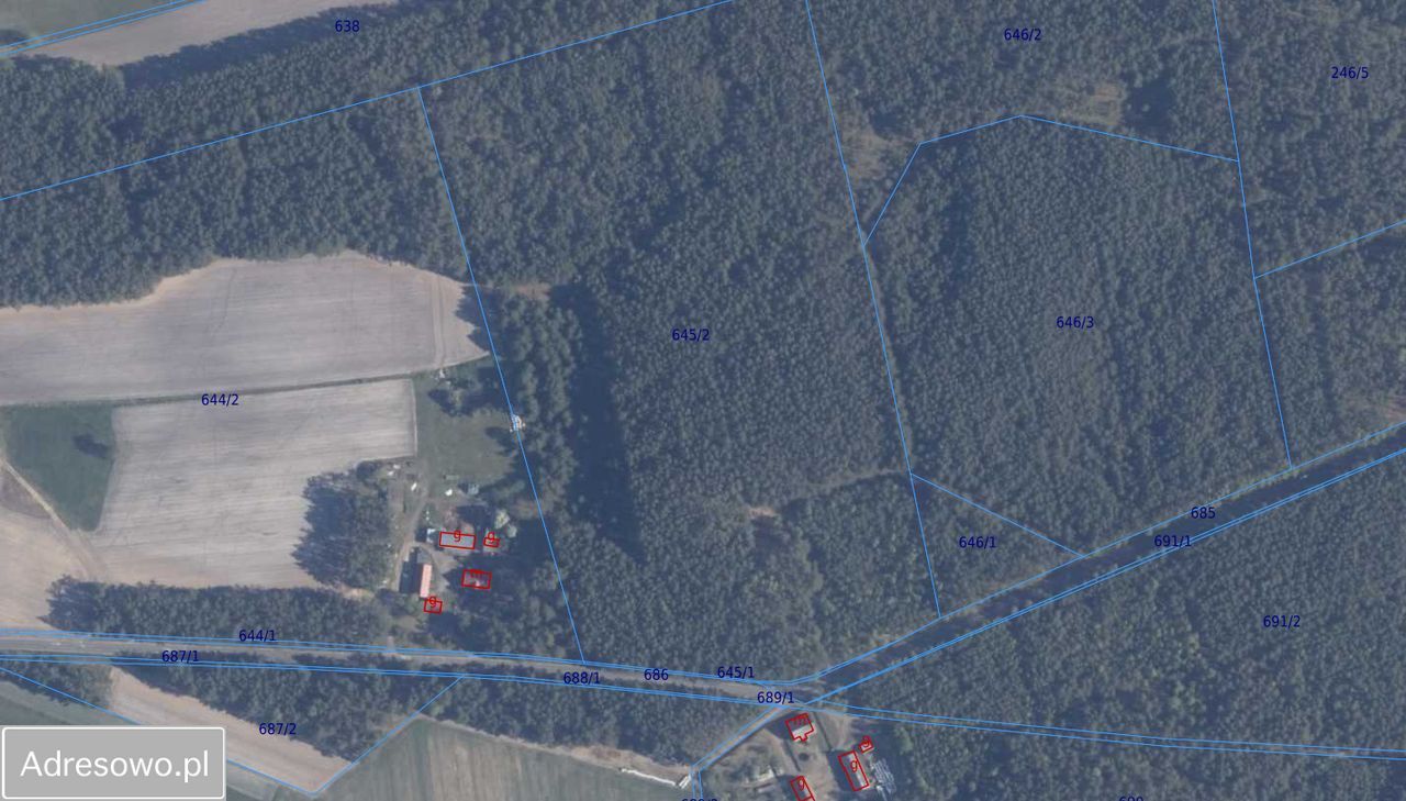 Działka leśna Osieczna. Zdjęcie 2