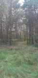 Działka leśna Ewelinów. Zdjęcie 2