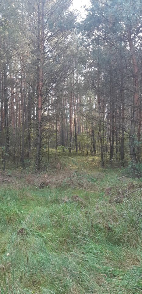 Działka leśna Ewelinów. Zdjęcie 3