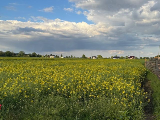 Działka budowlana Żerniki Wrocławskie, ul. Dębowa. Zdjęcie 11