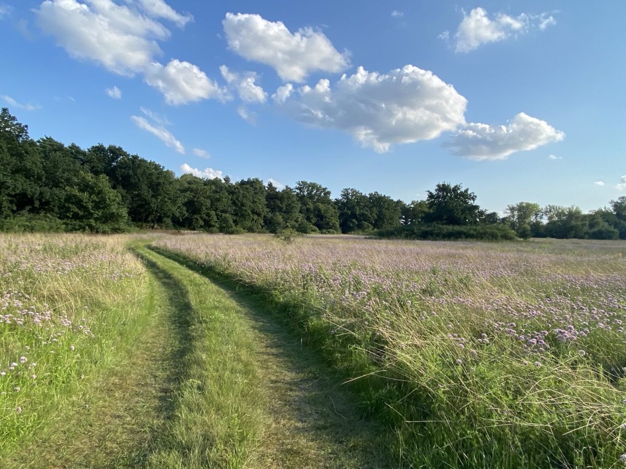 Działka budowlana Mniszew. Zdjęcie 2