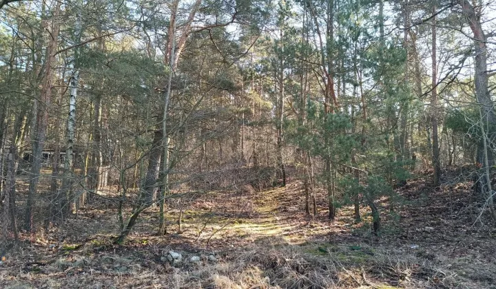 Działka leśna Ruda