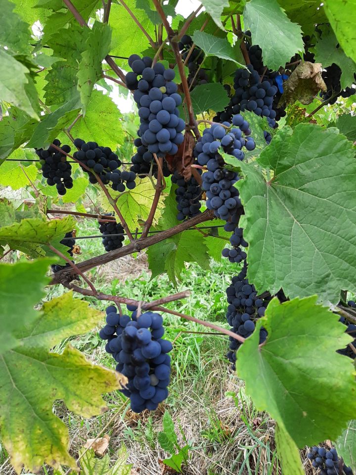 dom wolnostojący, 3 pokoje Bukowska Wola. Zdjęcie 31