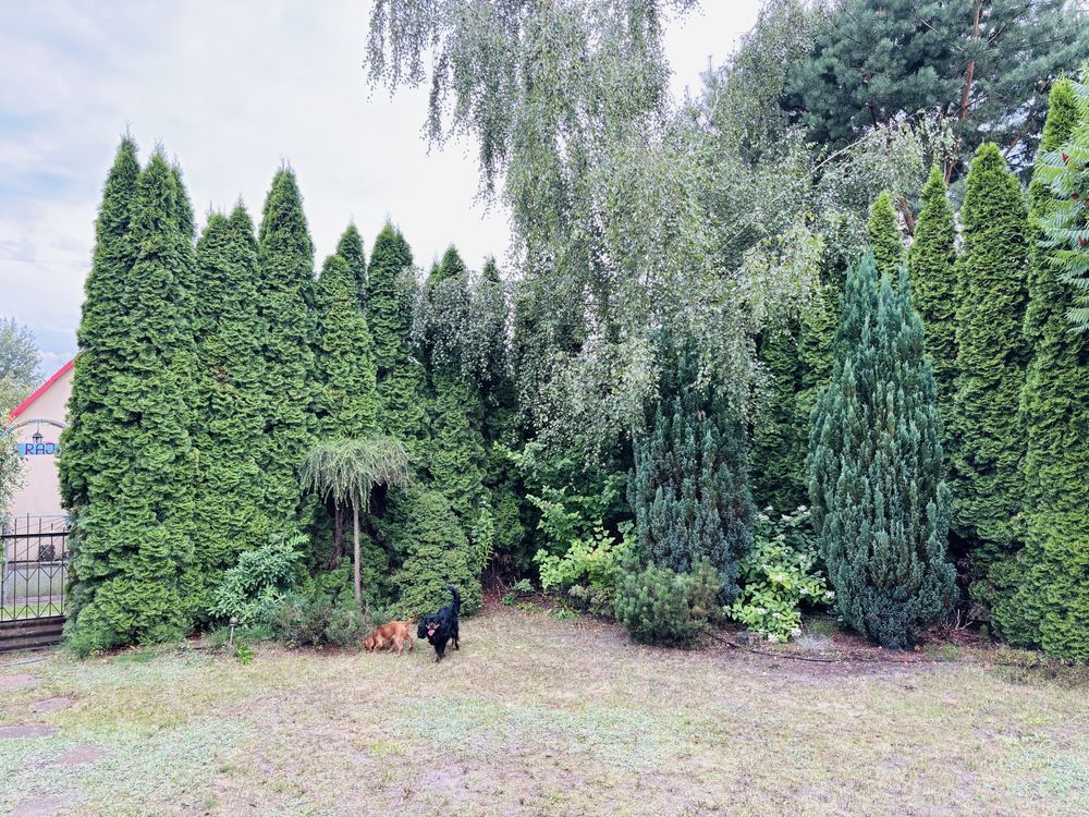 Działka rod Kajetany. Zdjęcie 3