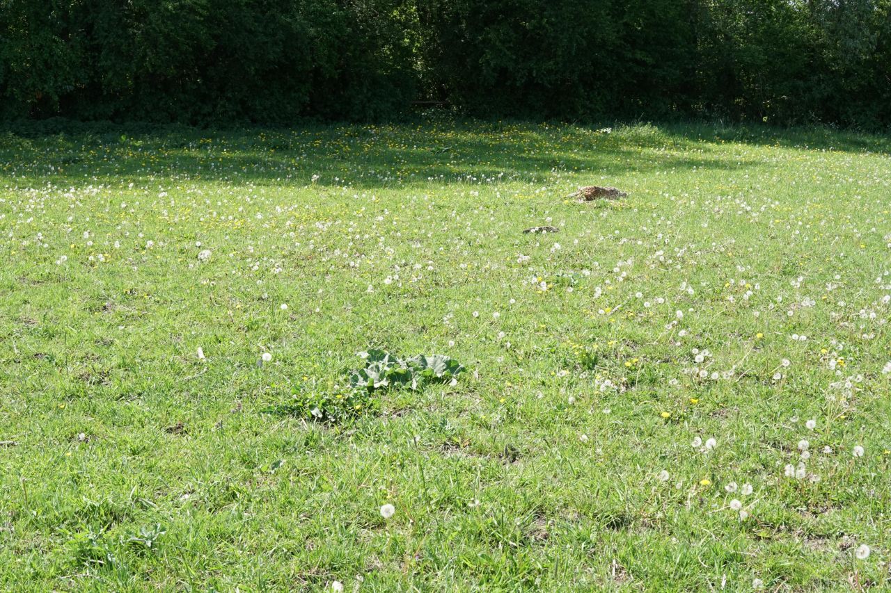 Działka rolno-budowlana Jezioro. Zdjęcie 9