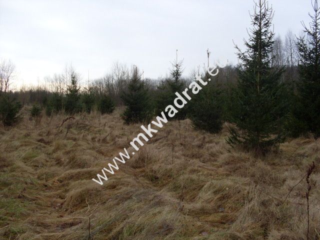 Działka rolna Korabiewice. Zdjęcie 2