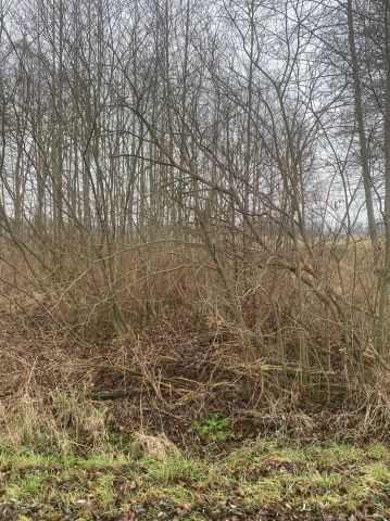 Działka rolna Małocice. Zdjęcie 1