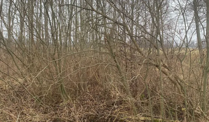 Działka rolna Małocice