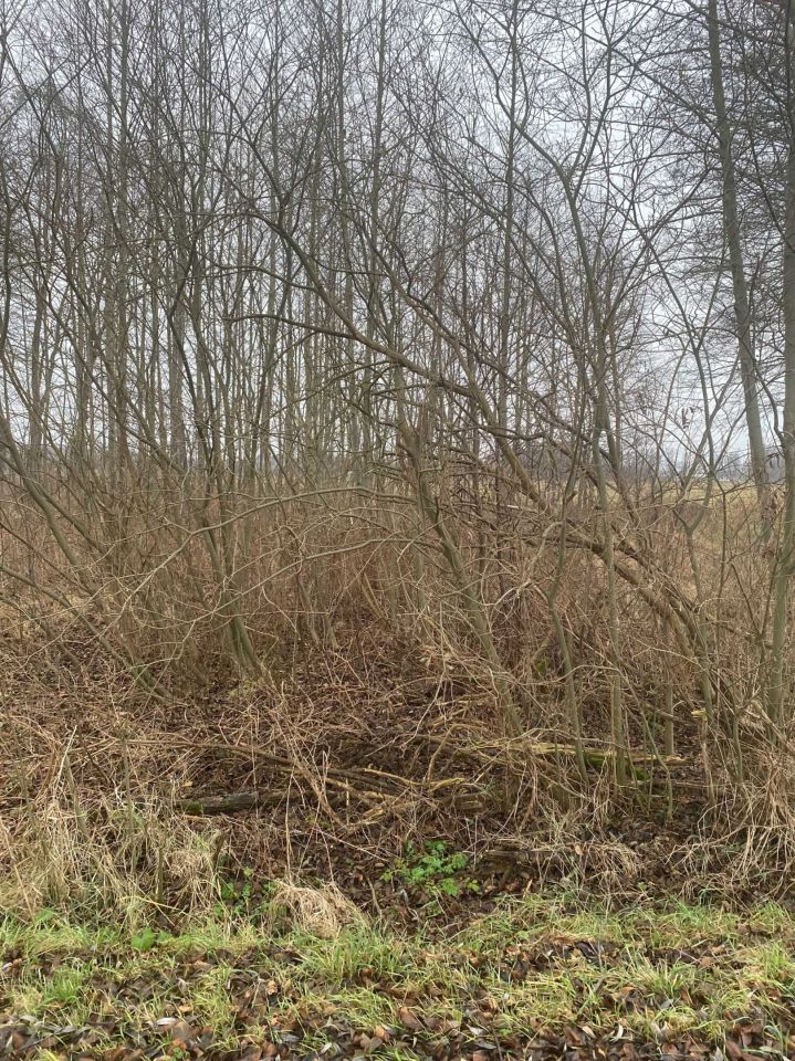 Działka rolna Małocice. Zdjęcie 1