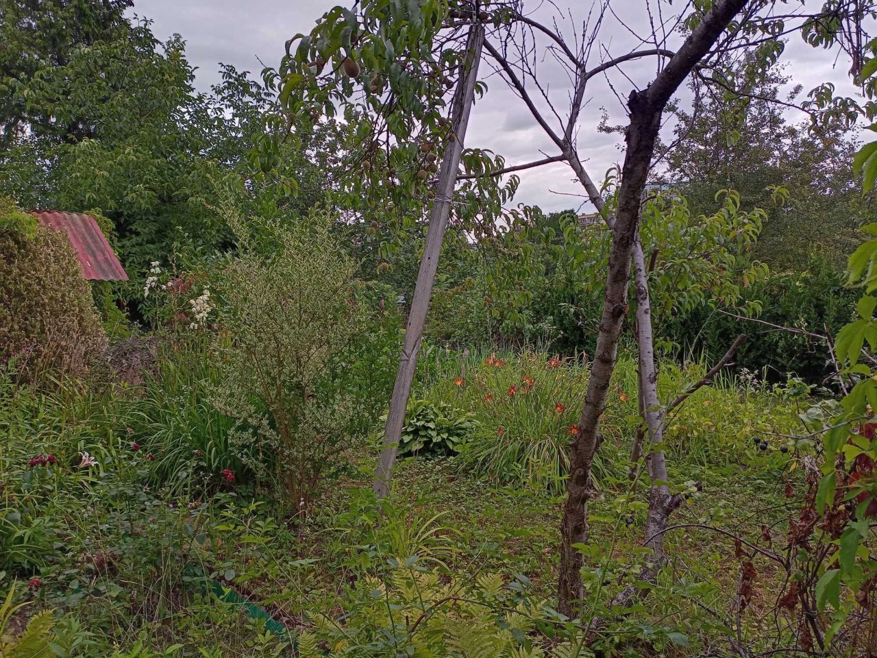 Działka rod Nakło nad Notecią. Zdjęcie 5