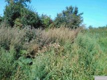 Działka siedliskowa Kmiecin. Zdjęcie 1