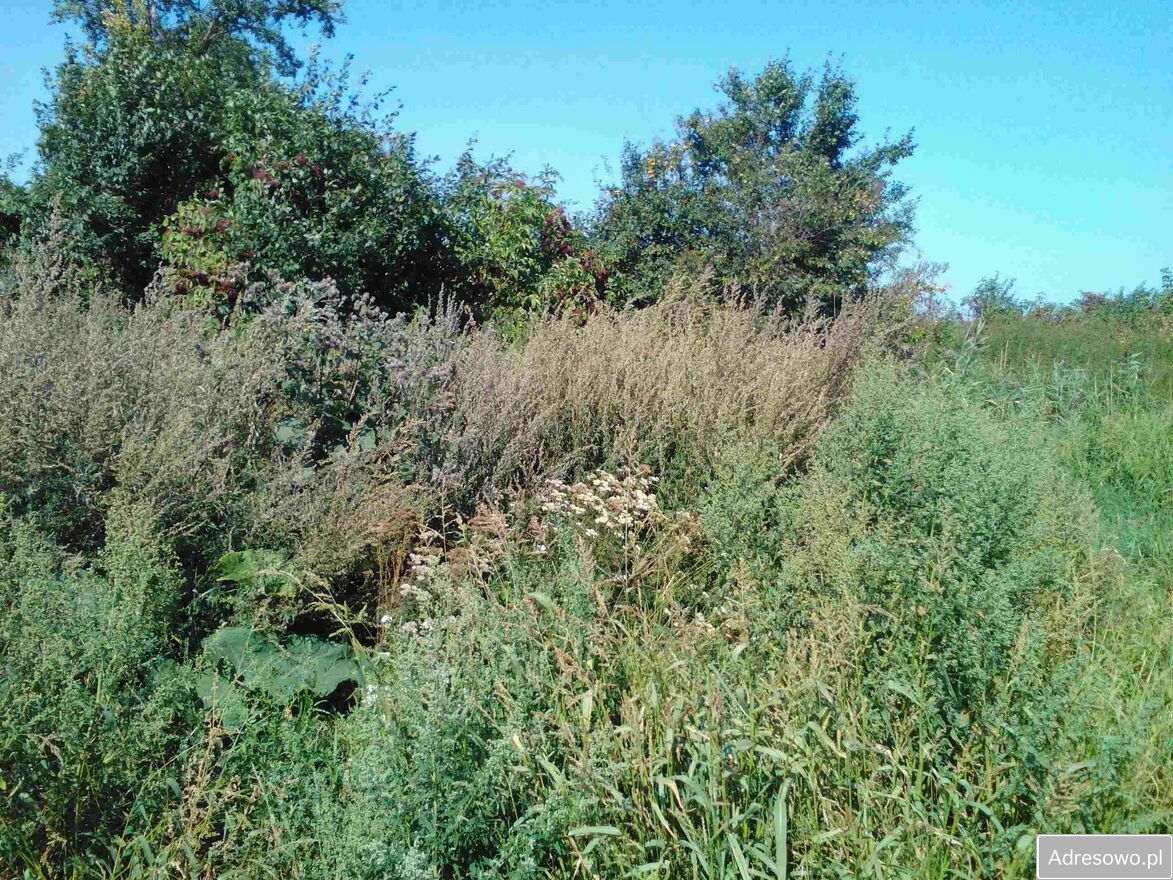 Działka siedliskowa Kmiecin. Zdjęcie 2