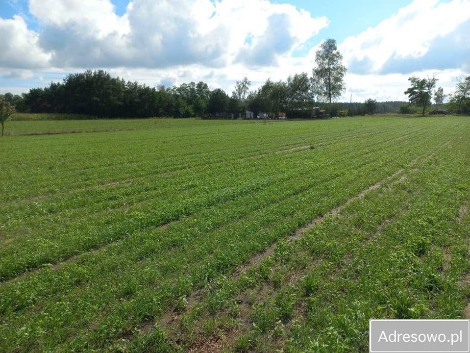 Działka budowlana Ignacew Folwarczny. Zdjęcie 6