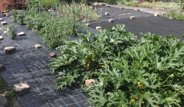 Działka rod Gniezno, ul. Kłeckoska