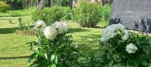 Działka rod Zabrze, ul. Botaniczna. Zdjęcie 2
