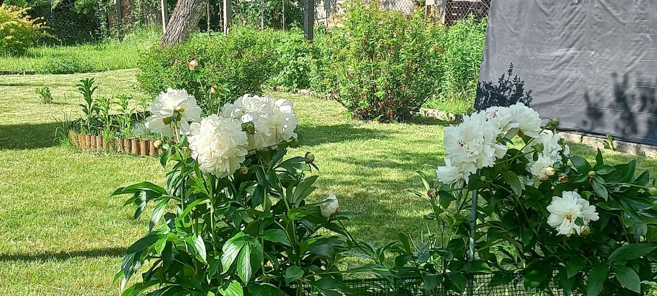 Działka rod Zabrze, ul. Botaniczna. Zdjęcie 3