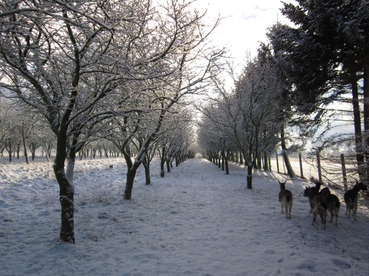 Działka rolno-budowlana Jarszewo. Zdjęcie 18