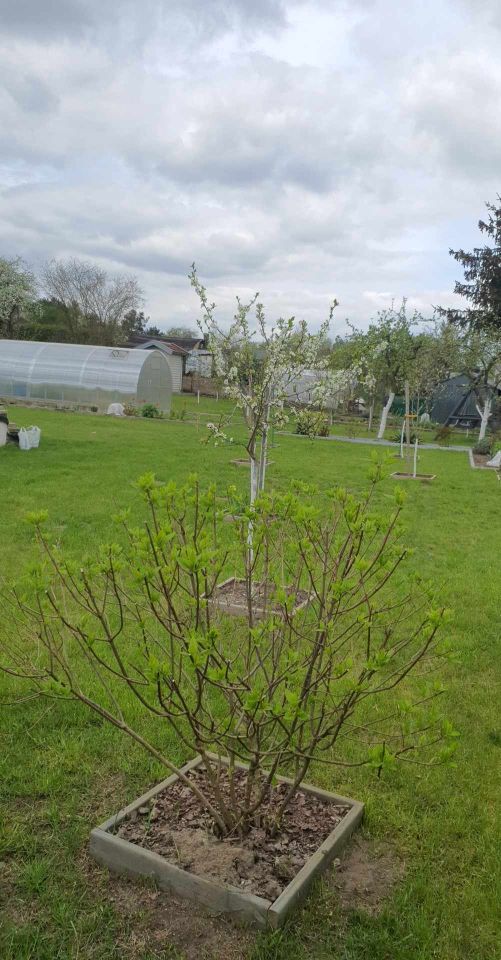 Działka rod Grochowiska. Zdjęcie 32