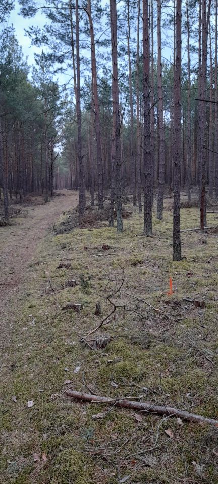 Działka leśna Owink. Zdjęcie 2